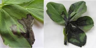 Attēlu rezultāti vaicājumam “Vicia faba leaf”