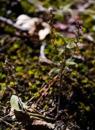 Attēlu rezultāti vaicājumam “Veronica officinalis fruit”