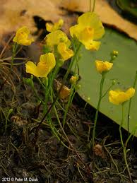 Attēlu rezultāti vaicājumam “Utricularia x neglecta flower”