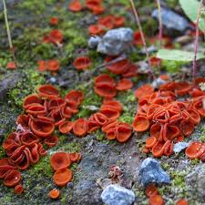 Attēlu rezultāti vaicājumam “Melastiza chateri”