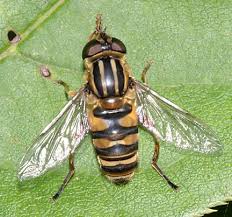 Attēlu rezultāti vaicājumam “Helophilus sp.”