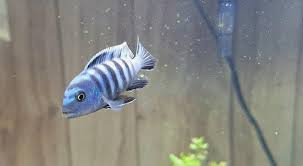 Risultati immagini per cynotilapia pulpican