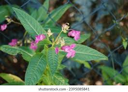 Attēlu rezultāti vaicājumam “Impatiens glandulifera leaf”