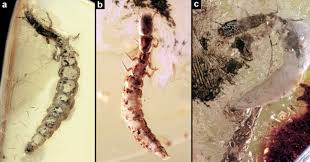 Attēlu rezultāti vaicājumam “Raphidioptera larva”