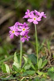 Attēlu rezultāti vaicājumam “Primula farinosa flower”