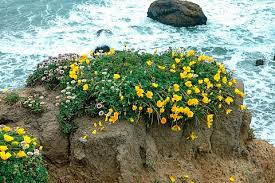 Attēlu rezultāti vaicājumam “Eschscholzia californica flower”