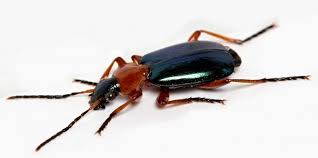 Attēlu rezultāti vaicājumam “Lebia chlorocephala”