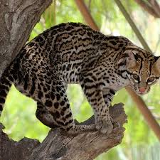 Image result for оцелот