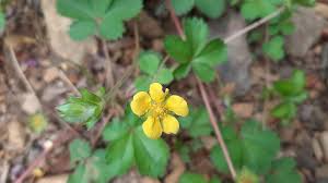 Attēlu rezultāti vaicājumam “Potentilla reptans flower”