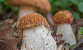 Attēlu rezultāti vaicājumam “Boletus edulis”