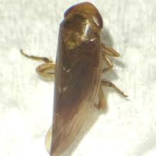 Attēlu rezultāti vaicājumam “Paramesus obtusifrons”