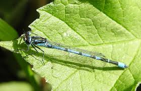 Attēlu rezultāti vaicājumam “Coenagrion pulchellum male”