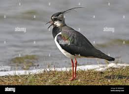 Attēlu rezultāti vaicājumam “Vanellus vanellus adult”