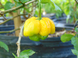 Afbeeldingsresultaat voor yellow fratali hot pepper