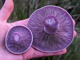 Attēlu rezultāti vaicājumam “Lepista sp.”