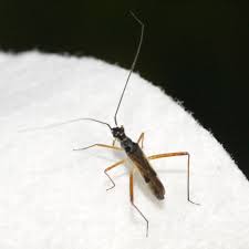 Attēlu rezultāti vaicājumam “Collaria sp.”