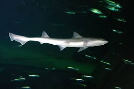 Image result for Mustelus asterias