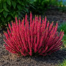 Attēlu rezultāti vaicājumam “Calluna vulgaris”