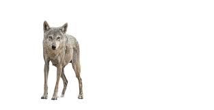 Image result for canis lupus arabs