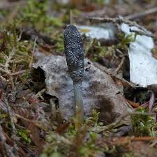 Attēlu rezultāti vaicājumam “Cordyceps ophioglossoides”