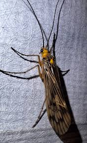 Attēlu rezultāti vaicājumam “Craniophora ligustri larva”