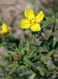 Attēlu rezultāti vaicājumam “Oenothera rubricauli”