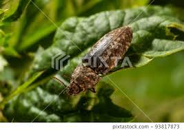 Attēlu rezultāti vaicājumam “Agrypnus murinus”