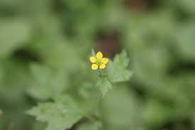 Attēlu rezultāti vaicājumam “Bidens tripartita fruit”