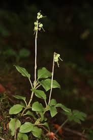Attēlu rezultāti vaicājumam “Pyrolaceae”