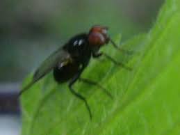 Attēlu rezultāti vaicājumam “Tetanops myopina”