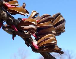 Attēlu rezultāti vaicājumam “Cercidiphyllum japonicum fruit”
