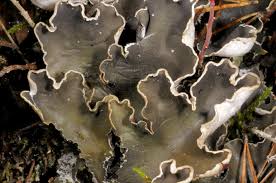 Attēlu rezultāti vaicājumam “Peltigera malacea”