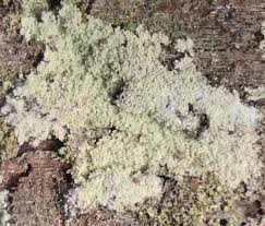 Attēlu rezultāti vaicājumam “Lepraria”