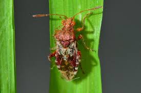 Attēlu rezultāti vaicājumam “Rhopalus maculatus imago”