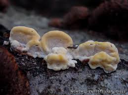 Attēlu rezultāti vaicājumam “Antrodiella serpula”