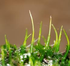 Attēlu rezultāti vaicājumam “Anthocerotopsida”