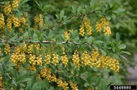 Attēlu rezultāti vaicājumam “Berberis vulgaris”