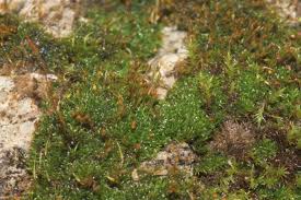 Attēlu rezultāti vaicājumam “Gymnostomum aeruginosum”