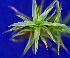 Attēlu rezultāti vaicājumam “Orthotrichum speciosum sporophyte”