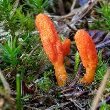 Attēlu rezultāti vaicājumam “Cordyceps”