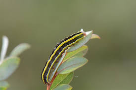 Attēlu rezultāti vaicājumam “Ceramica pisi”