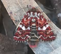 Attēlu rezultāti vaicājumam “Hadula trifolii”