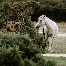 Image result for New Forest/Waterside