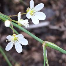 Attēlu rezultāti vaicājumam “Arenaria procera”