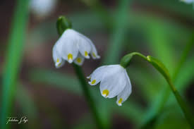Attēlu rezultāti vaicājumam “Leucojum vernum var. carpathicum flower”