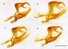 Attēlu rezultāti vaicājumam “Hyponephele lycaon male”