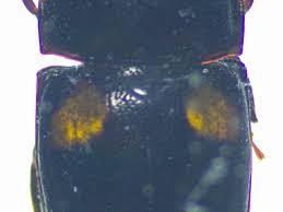 Attēlu rezultāti vaicājumam “Glischrochilus quadripunctatus imago”