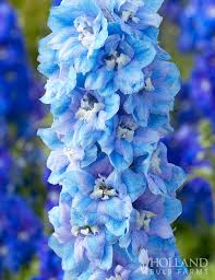 Image result for Delphinium