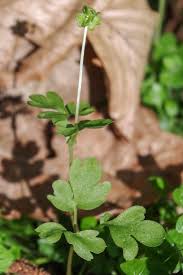 Attēlu rezultāti vaicājumam “Adoxa moschatellina”