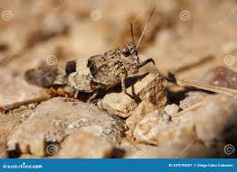 Attēlu rezultāti vaicājumam “Oedipoda caerulescens”